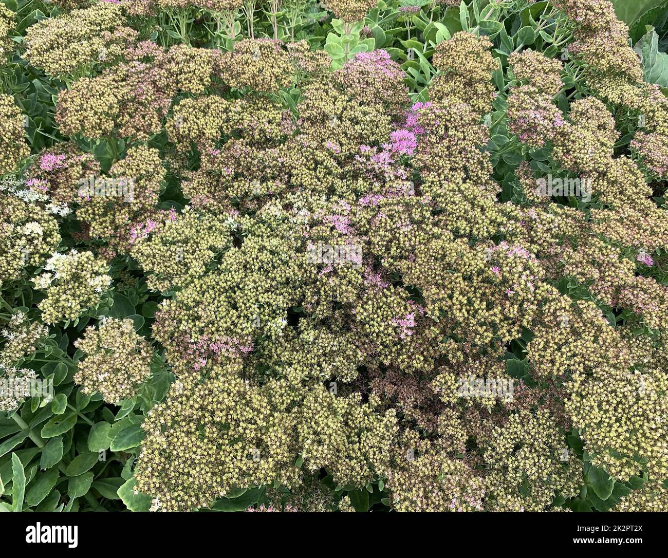 Close up of the clump forming garden perennial plant Sedum spectabile Stardust or ice plant seen with flat-topped white flower heads. Stock Photo