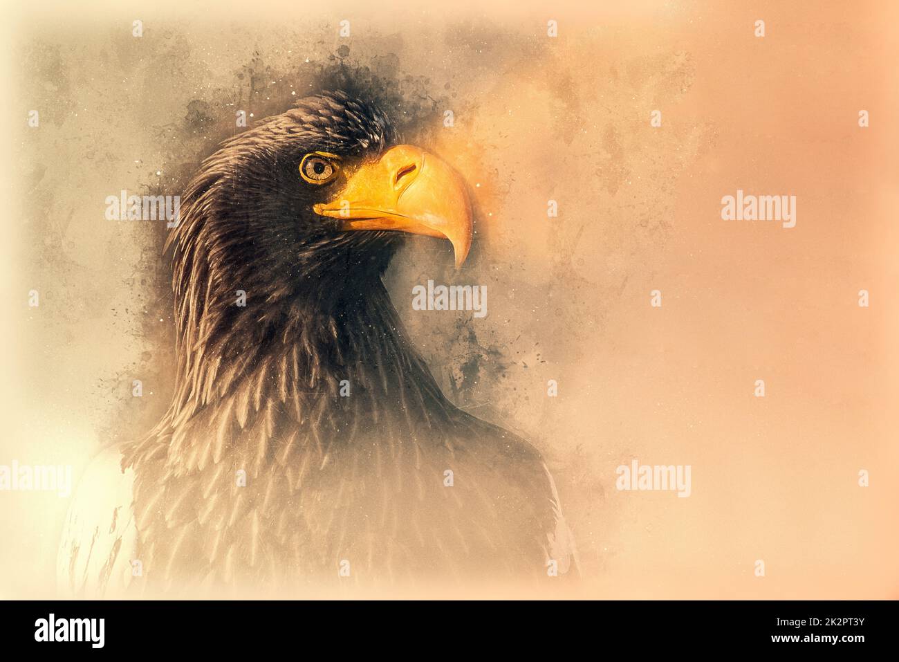 Steller's sea eagle sketch. Digital illustration Stock Photo