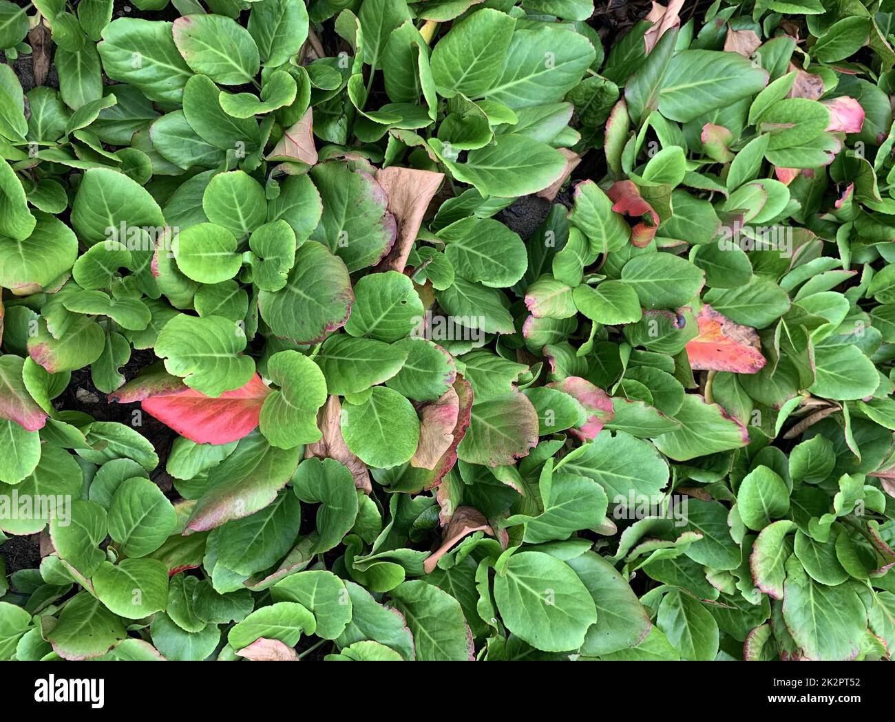 Close up of the evergreen clump forming perennial garden plant Bergenia crassifolia var. pacifica Pacific or Korean elephant's ears seen in the UK in Stock Photo
