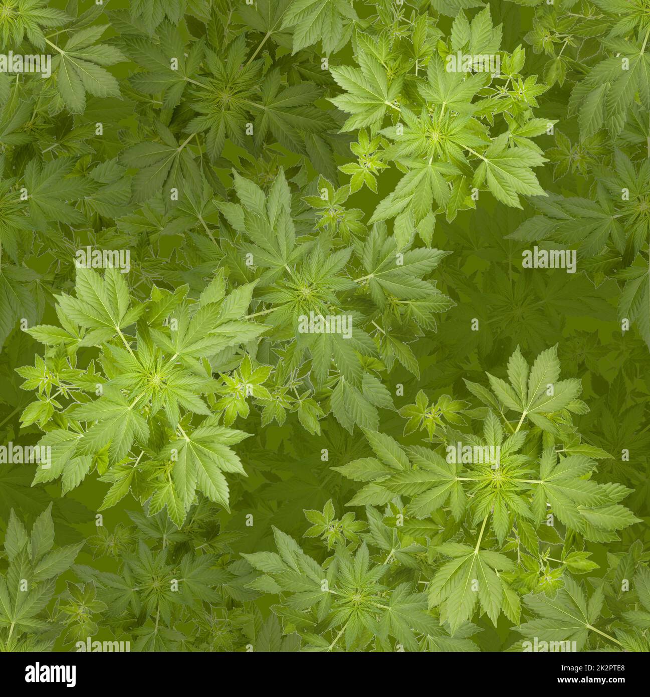 Marijuana seamless background Stock Photo