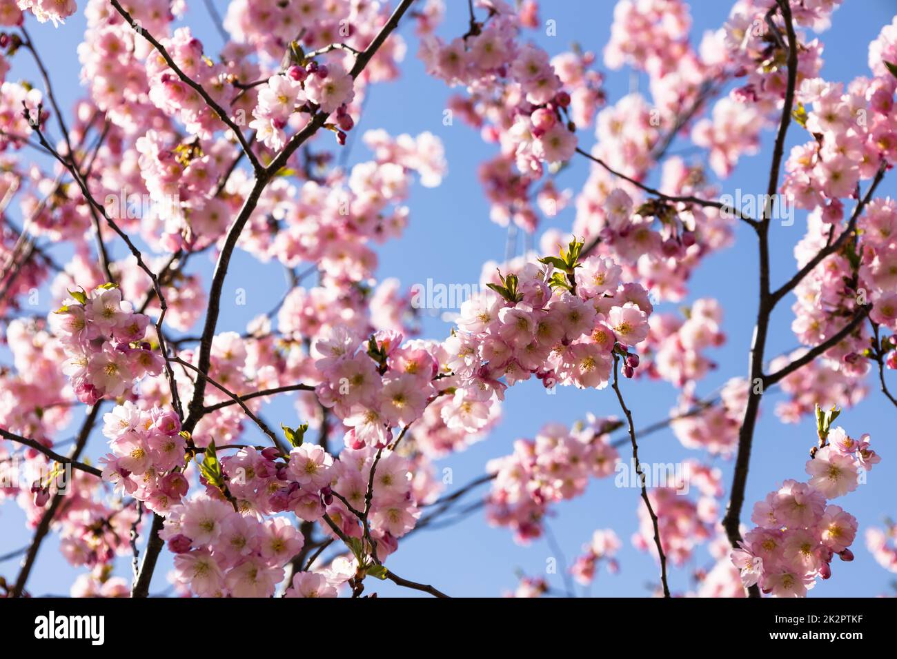 Springtime sky hi-res stock photography and images - Alamy