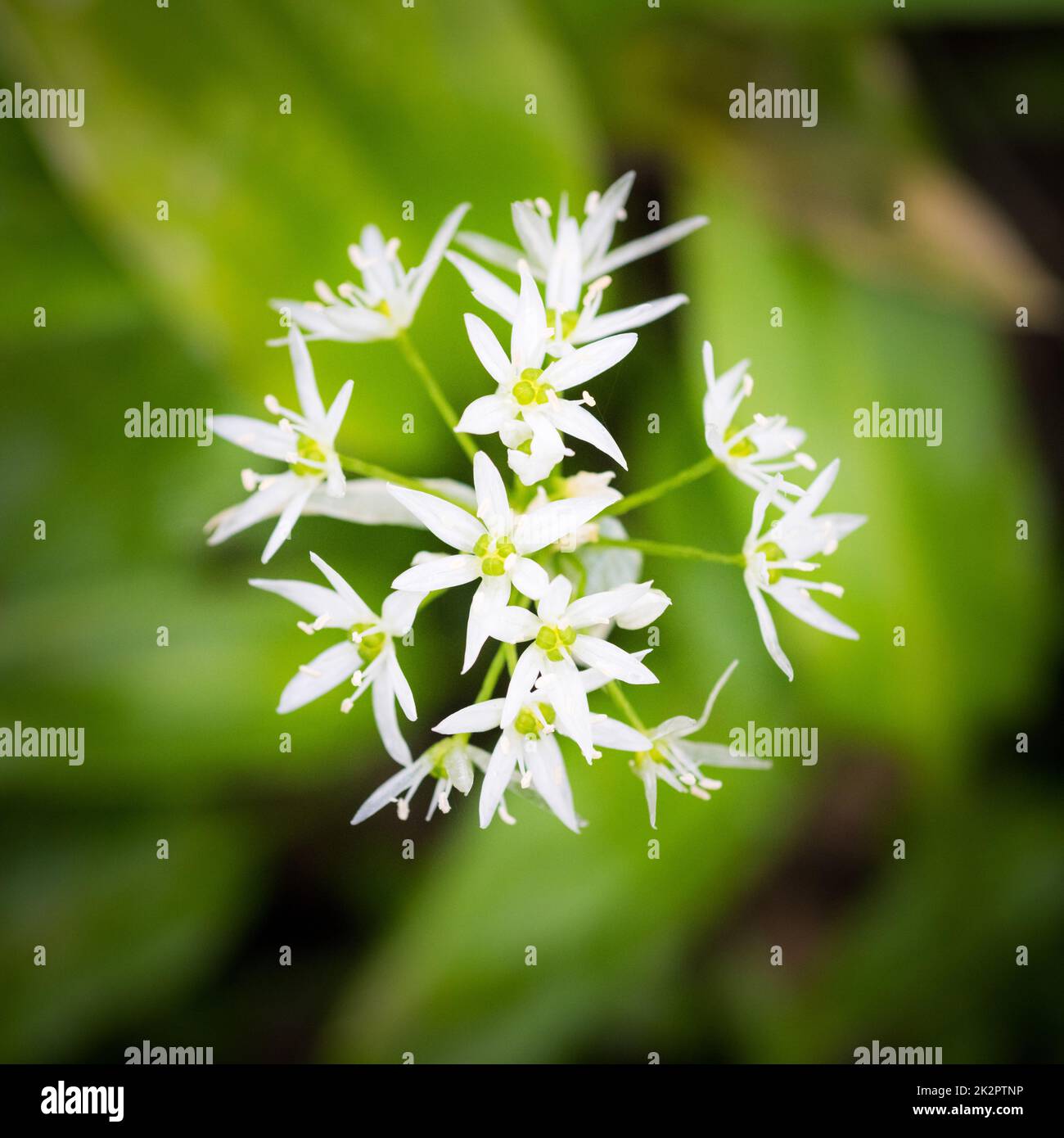 The characteristic white flowers of wild garlic are perfectly edible â€“ and pretty too â€“ although the plant is at its best before too many flowers appear. Stock Photo