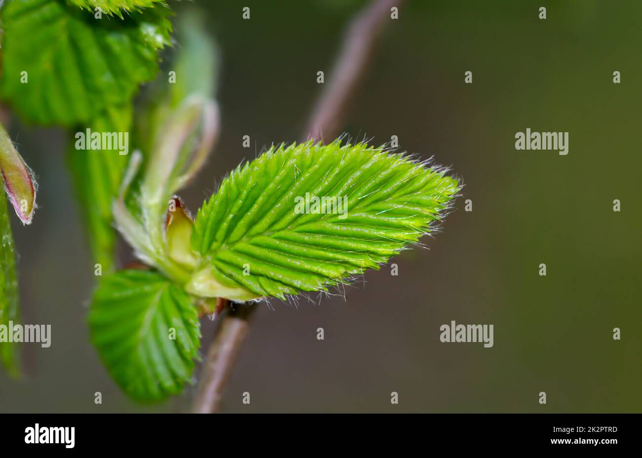 Close-up of a shoot of a hornbeam tree. Stock Photo