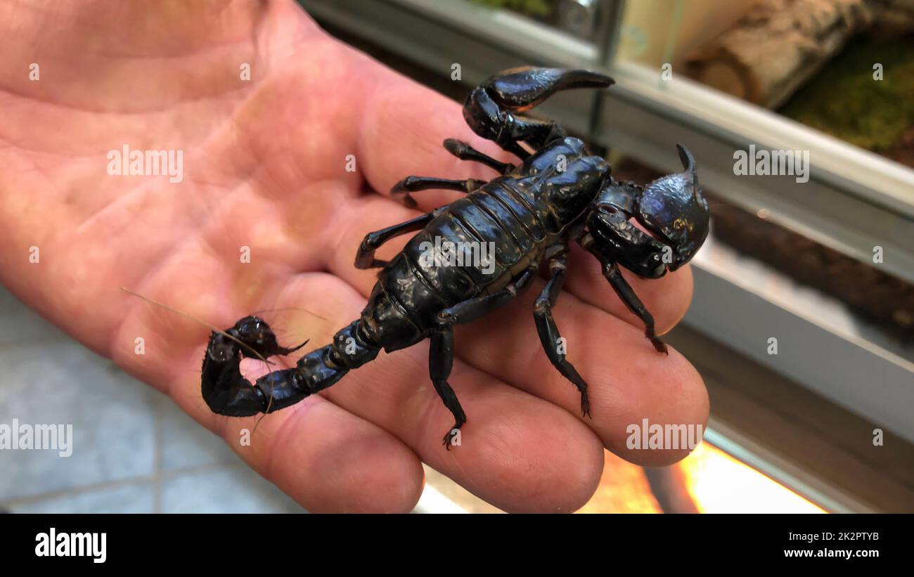 A close-up of a harmless Thailand scorpion Stock Photo - Alamy