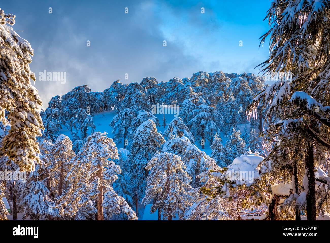Snow-covered pine forest at Troodos mountains, Cyprus Stock Photo