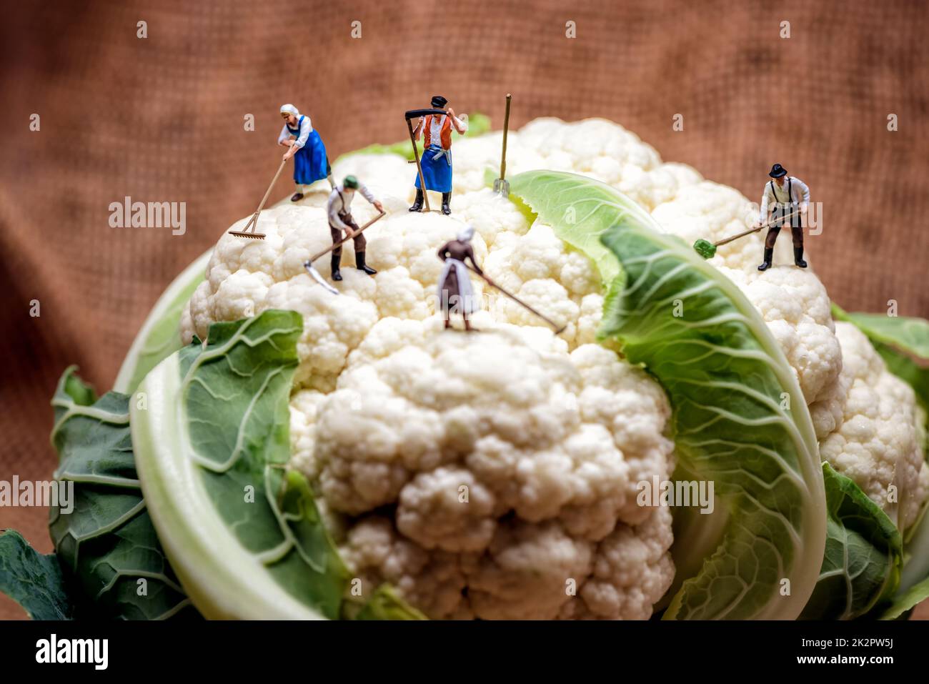 Miniature farmers and Cauliflower head Stock Photo