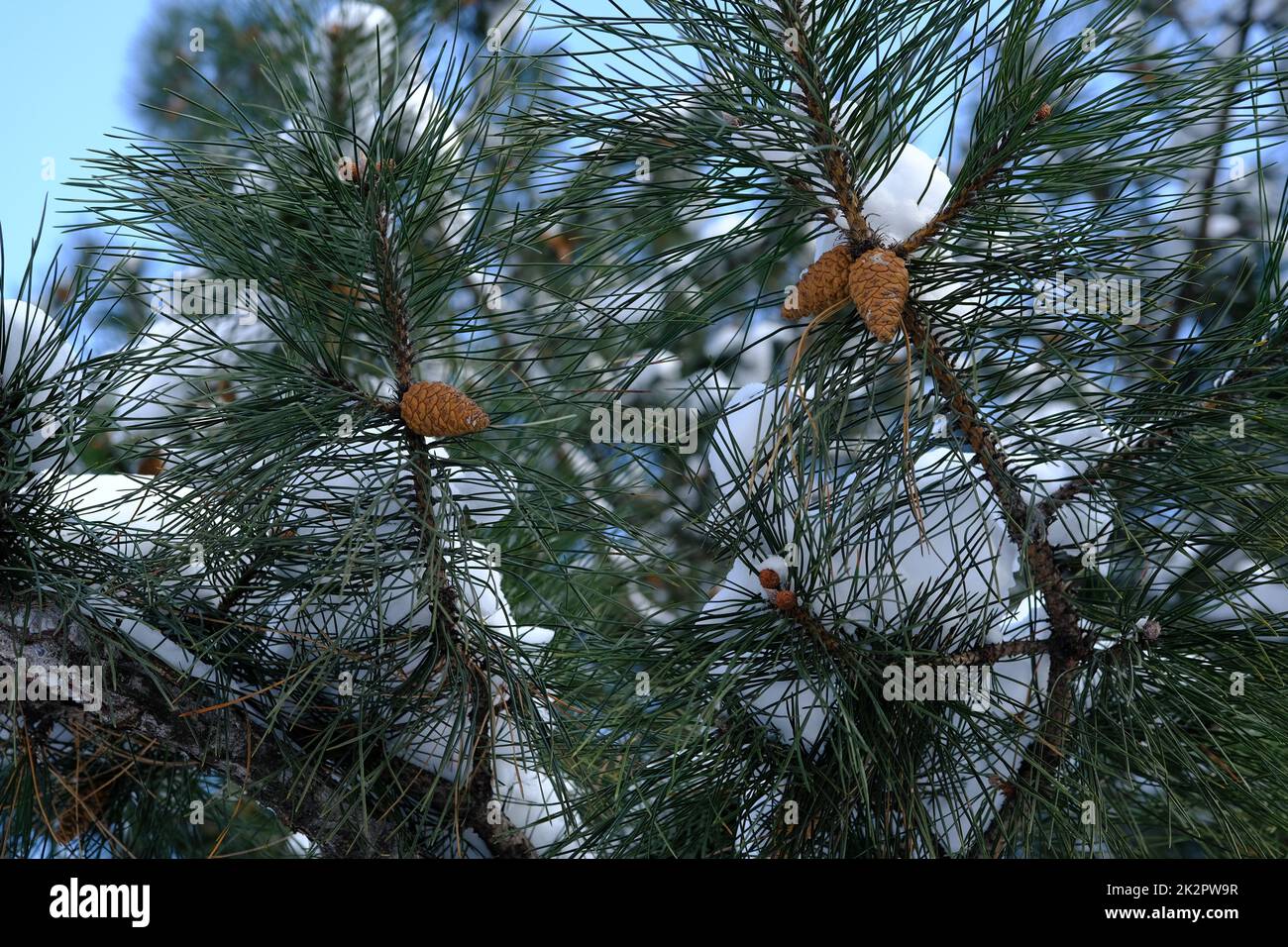 spruce with cones in winter time under snow on a sun shiny day on blue sky background Stock Photo