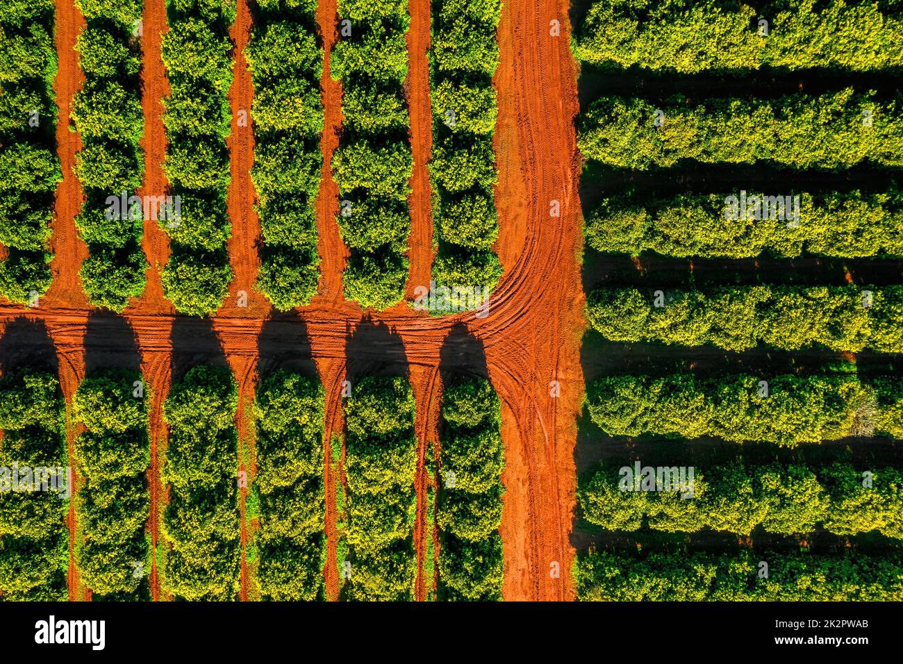 Aerial view of orange grove farm field Stock Photo