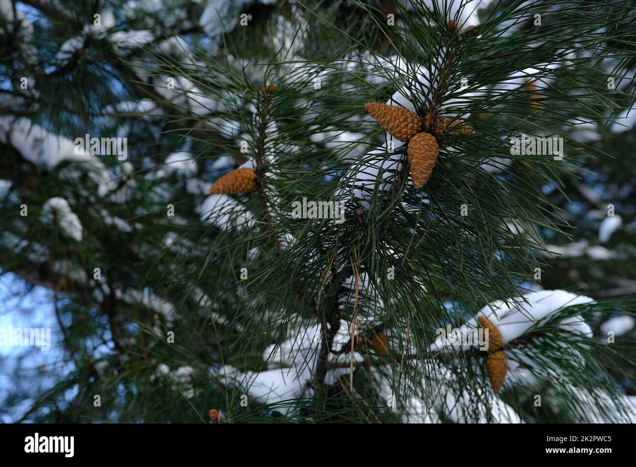 spruce with cones in winter time under snow on a sun shiny day Stock Photo