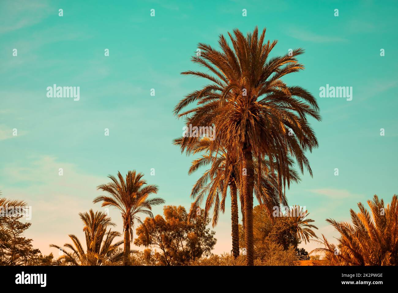 Palm trees with orange and teal effect Stock Photo