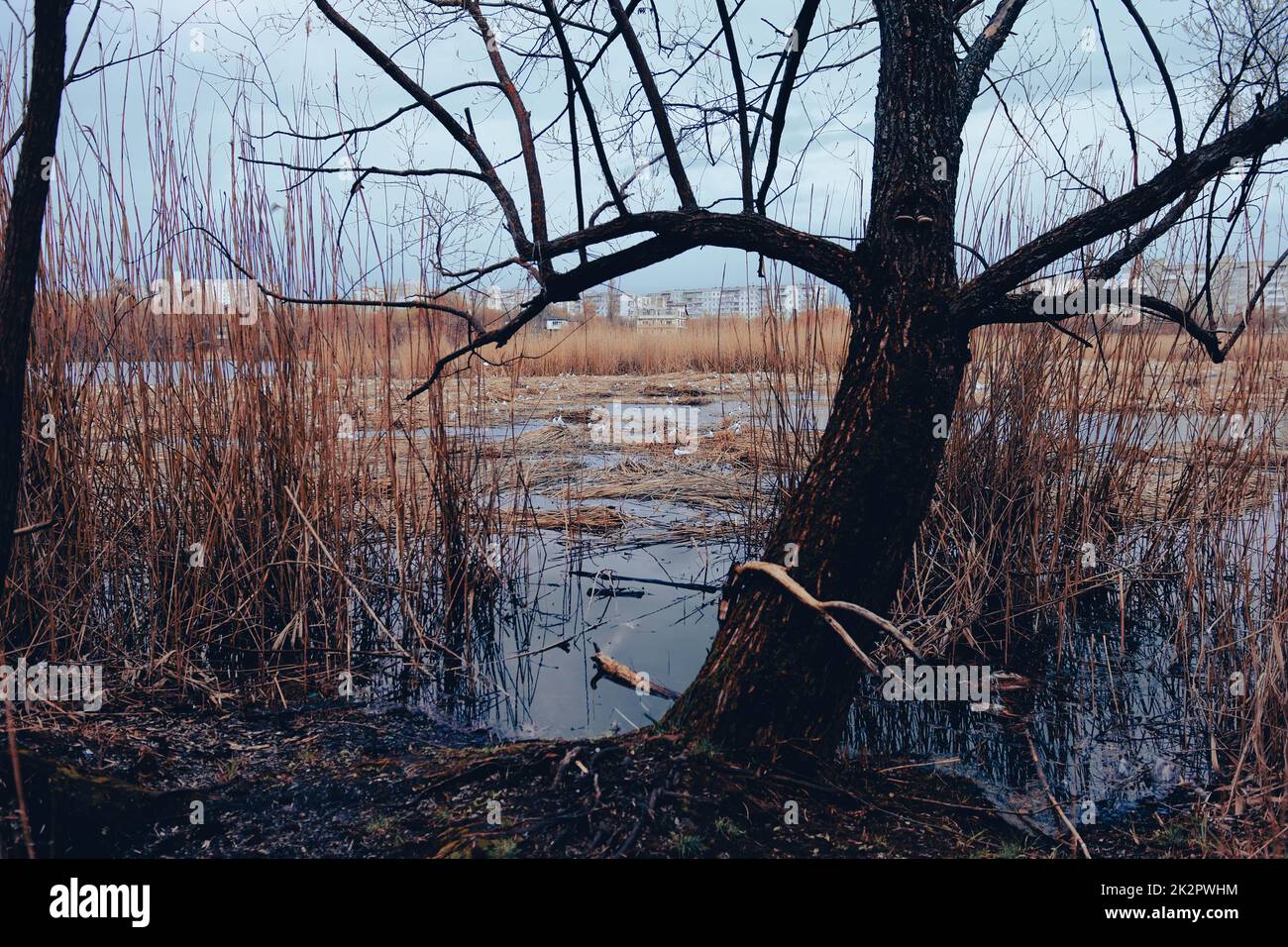 Bird's Nest. Sumy, Ukraine. Floating nest in Cheha lake. Horror atmosphere. Dark swamp Stock Photo