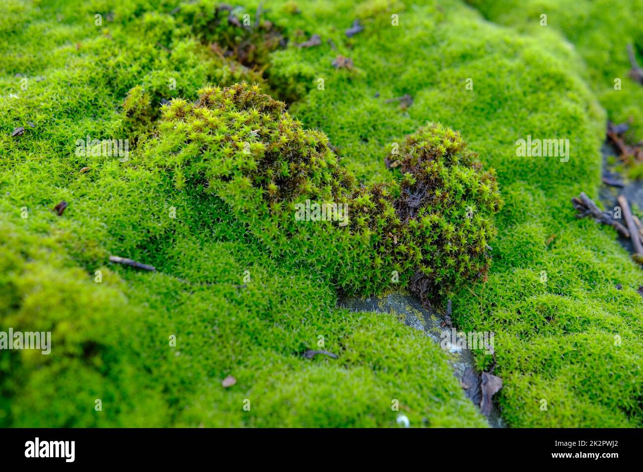 Moss. The texture of the moss Natural green moss in macro Stock Photo