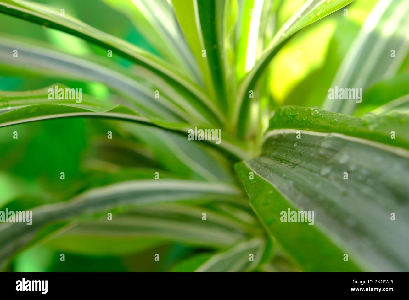 Screw pine plant tree or Pandanus sanderi sander decorated in the outdoor garden background. Stock Photo