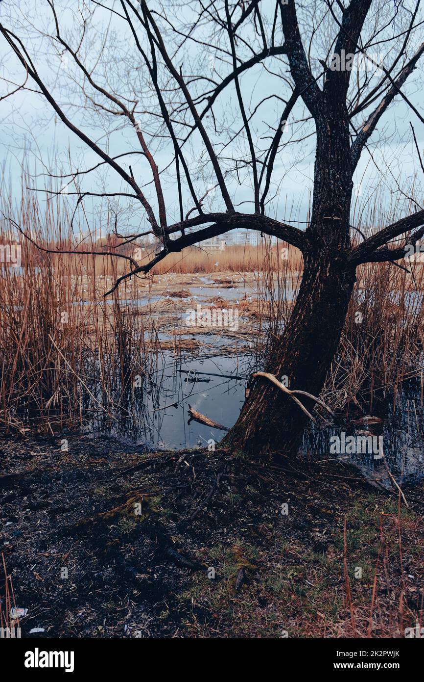 Bird's Nest. Sumy, Ukraine. Floating nest in Cheha lake. Horror atmosphere. Dark swamp Stock Photo