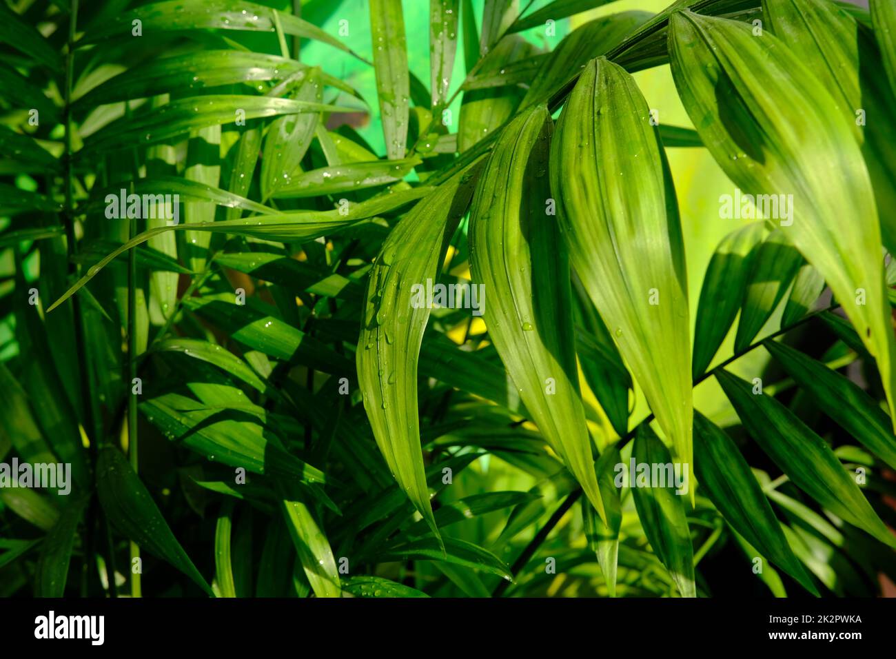 Close up of green areca palm plant, indoor palm tree. Howea forsteriana, Arecaceae, Palmae. Fresh green tropical palm leaves texture background. Vertical photo Stock Photo