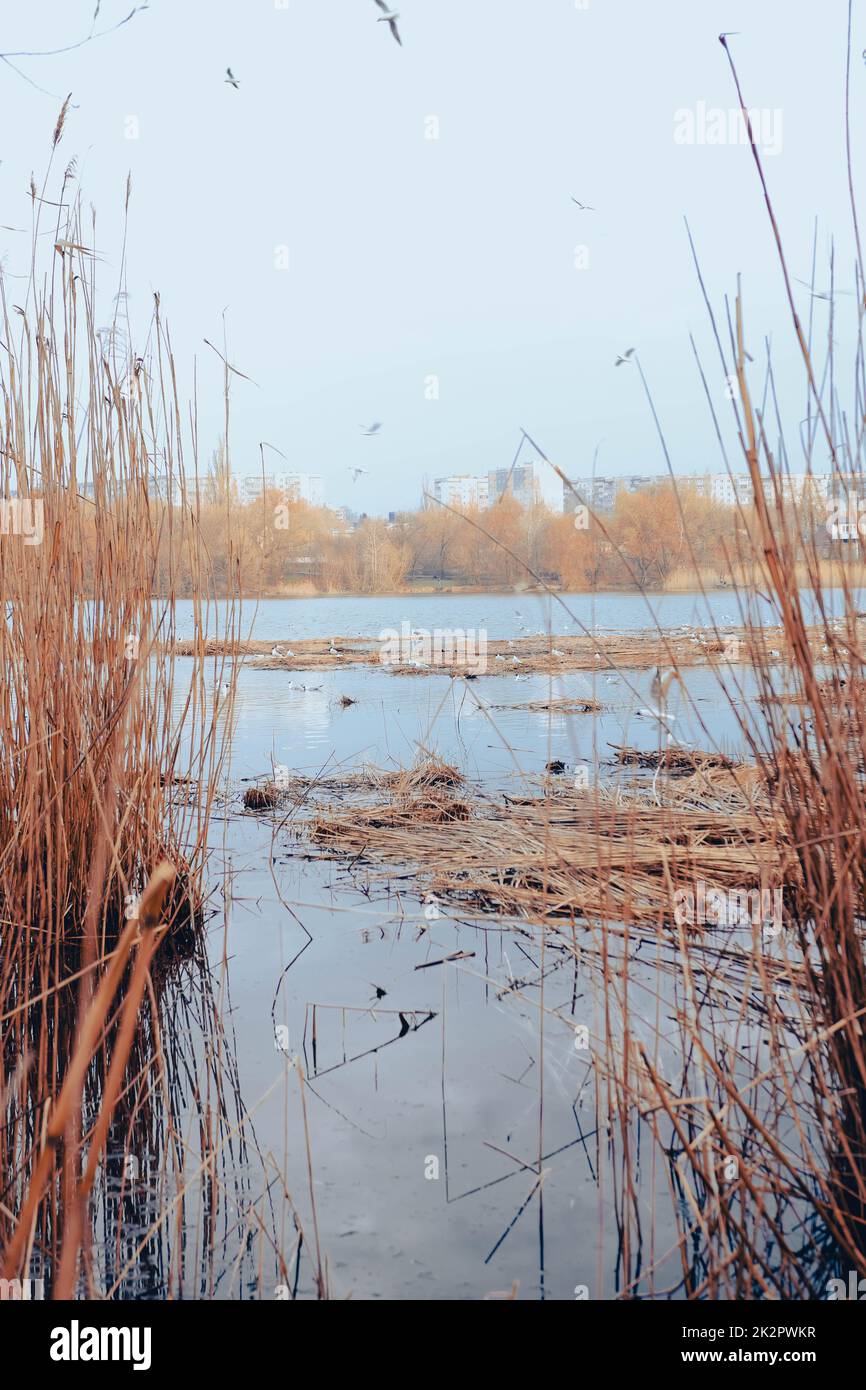 Bird's Nest. Sumy, Ukraine. Floating nest in Cheha lake. Horror atmosphere. Dark reed Stock Photo