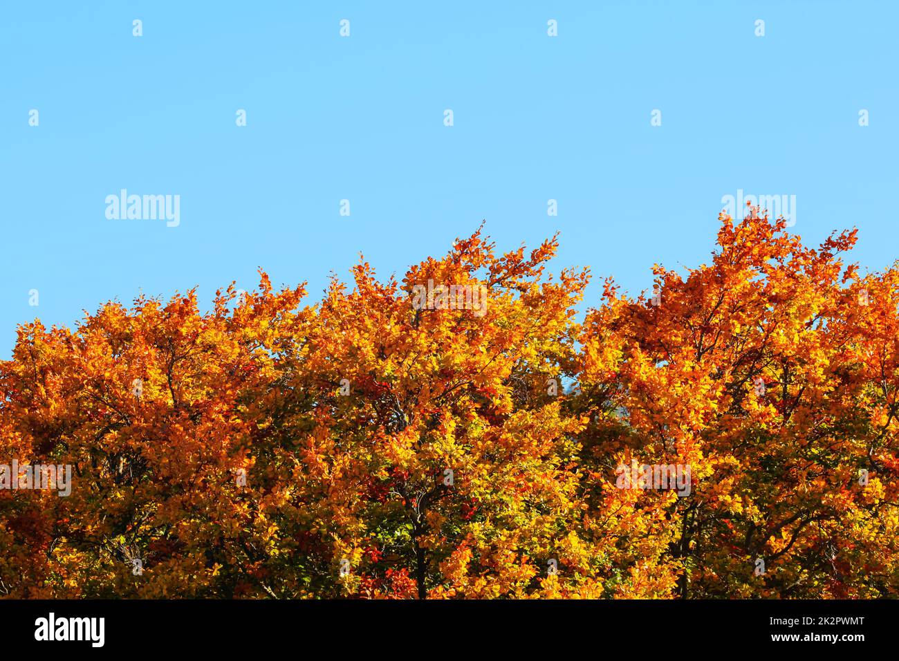 Tops of vivid coloured leaves on autumn trees with clear blue sky (space for text) above. Autumn background. Stock Photo