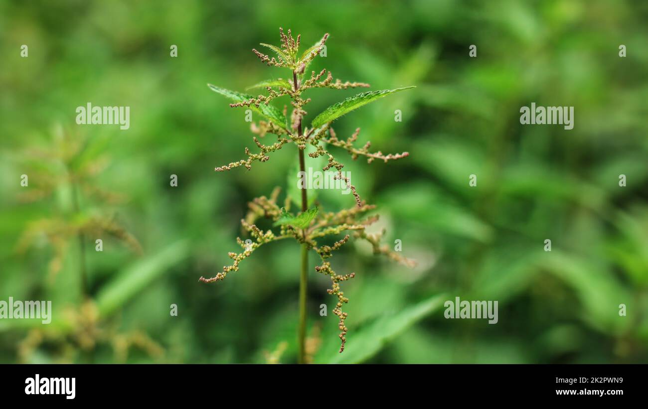 Shallow depth of field photo, only few flowers in focus, Young stinging nettle (Urtica dioica) plant, with blurred background (space for text) Stock Photo