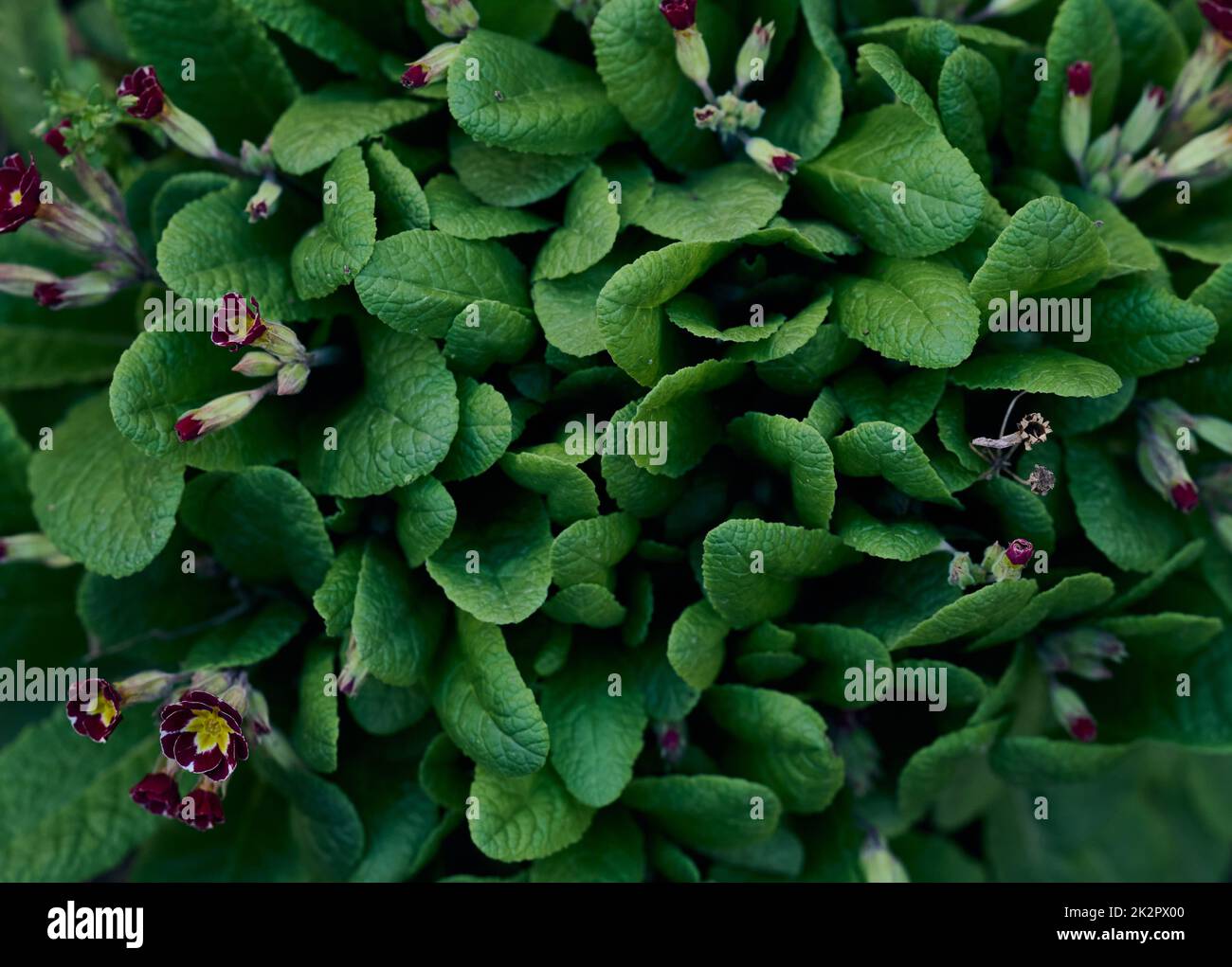 Bush with large green leaves Primula acaulis in the garden on a spring Stock Photo