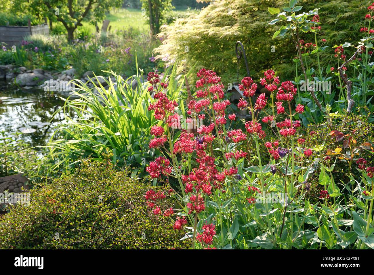 Rote Spornblume - Centranthus ruber, blÃ¼hende Pflanze im naturnahen Garten Stock Photo