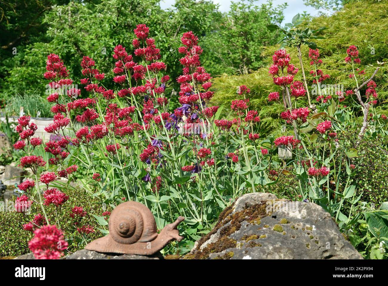 Rote Spornblume - Centranthus ruber,  blühende Pflanze im naturnahen Garten Stock Photo