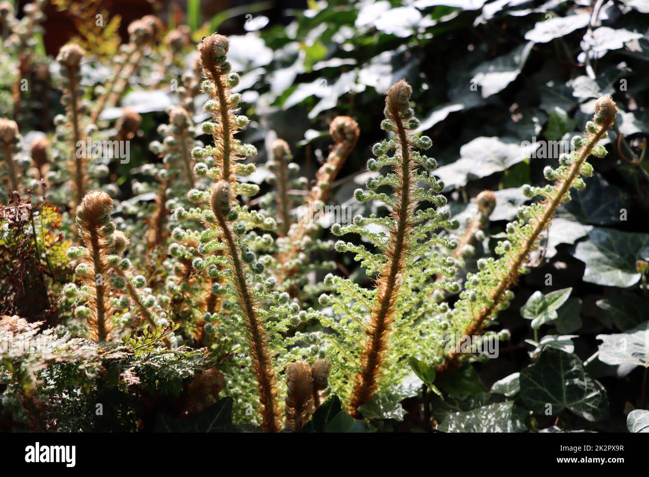 Flaumfeder-Filigranfarn - Polystichum setiferum 'Plumosum Densum' Stock Photo