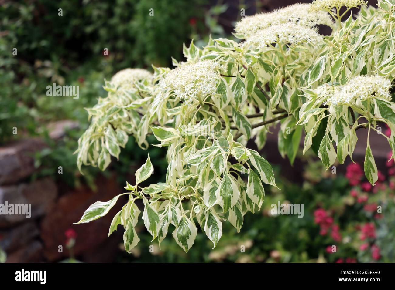 weissbunter Hartriegel (Cornus alba Elegantissima) blÃ¼hender Strauch