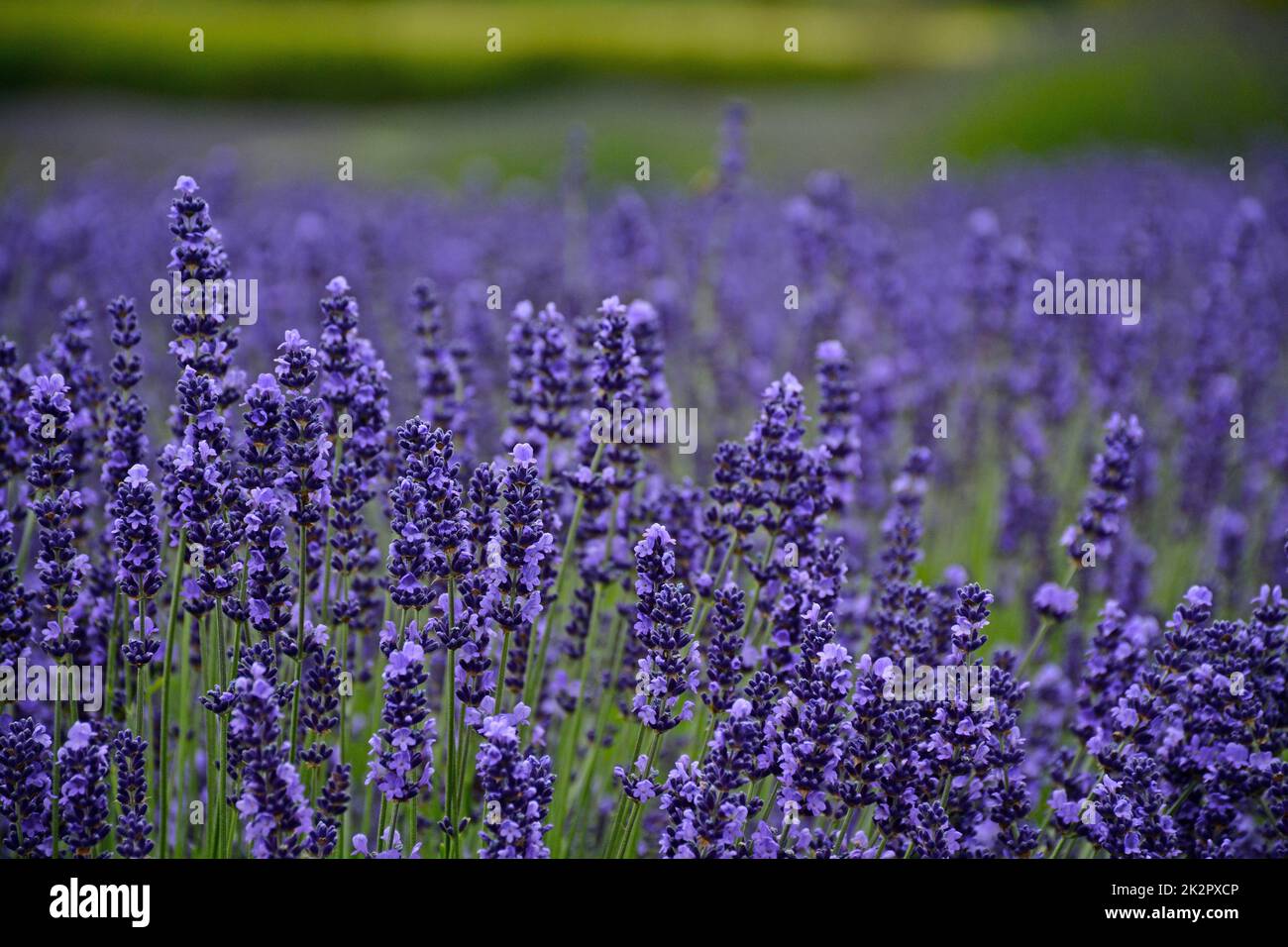 Fragrant purple lavendar Stock Photo