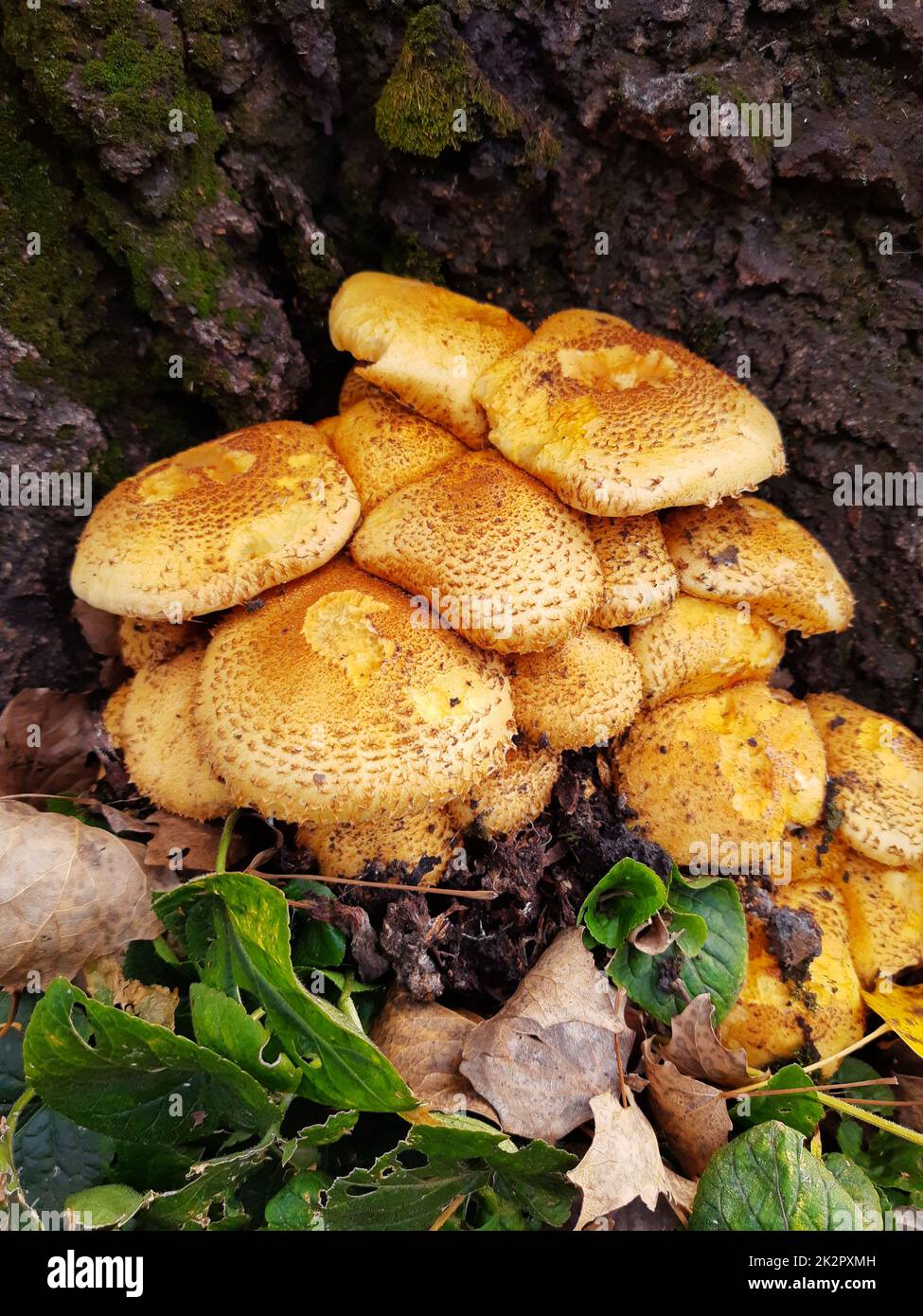 Common scaly fungus on a tree trunk Stock Photo