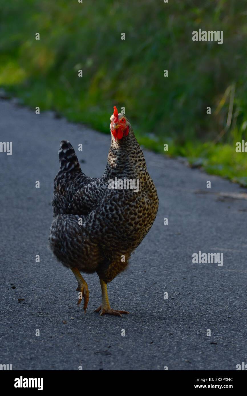 A free running hen with a black and white barred plumage Stock Photo