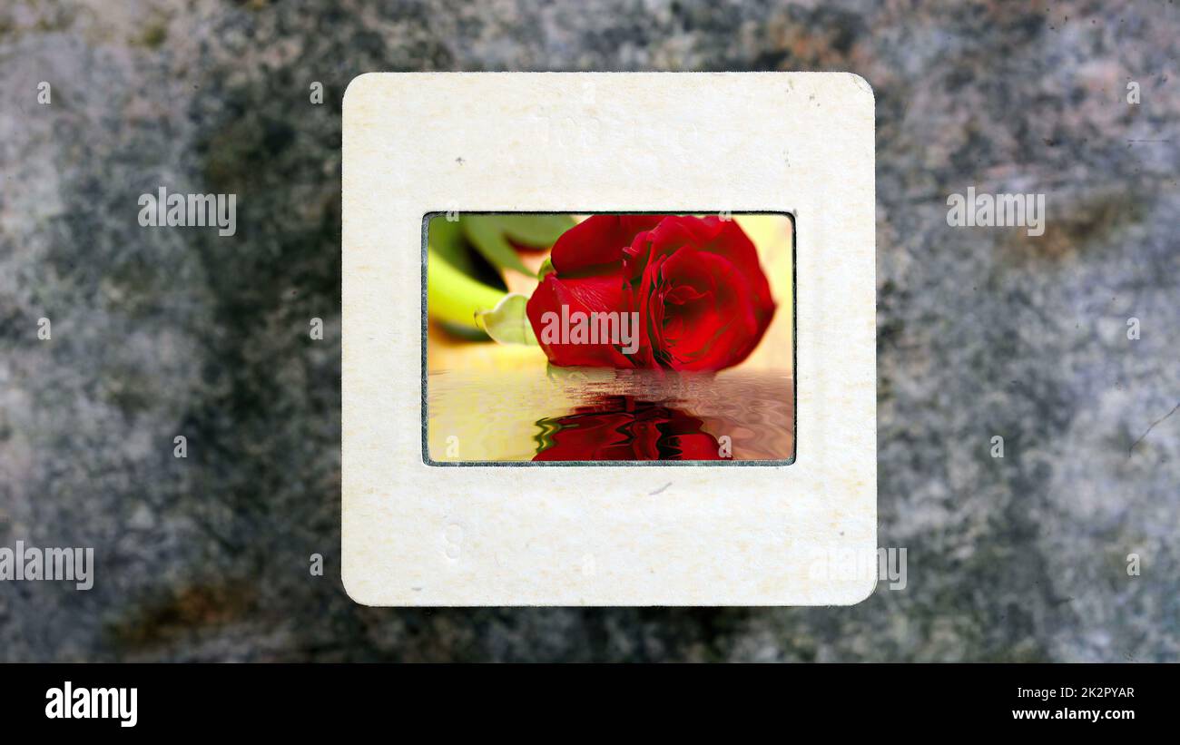 Red Rose Reflecting In The Water on vintage slide film Stock Photo