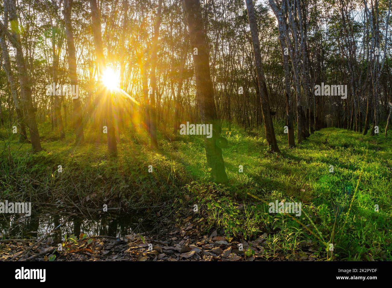 Latex rubber, Rubber tree, Plantation and tree rubber Stock Photo Alamy