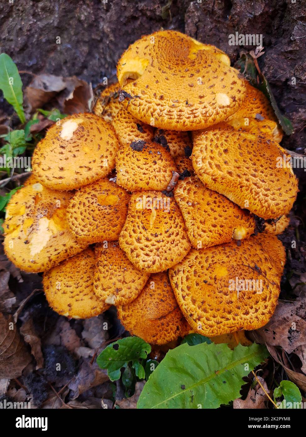 Common scaly fungus on a tree trunk Stock Photo