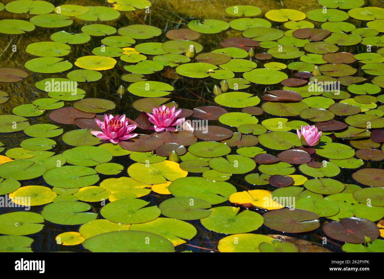 Pink water lilies on pond Stock Photo