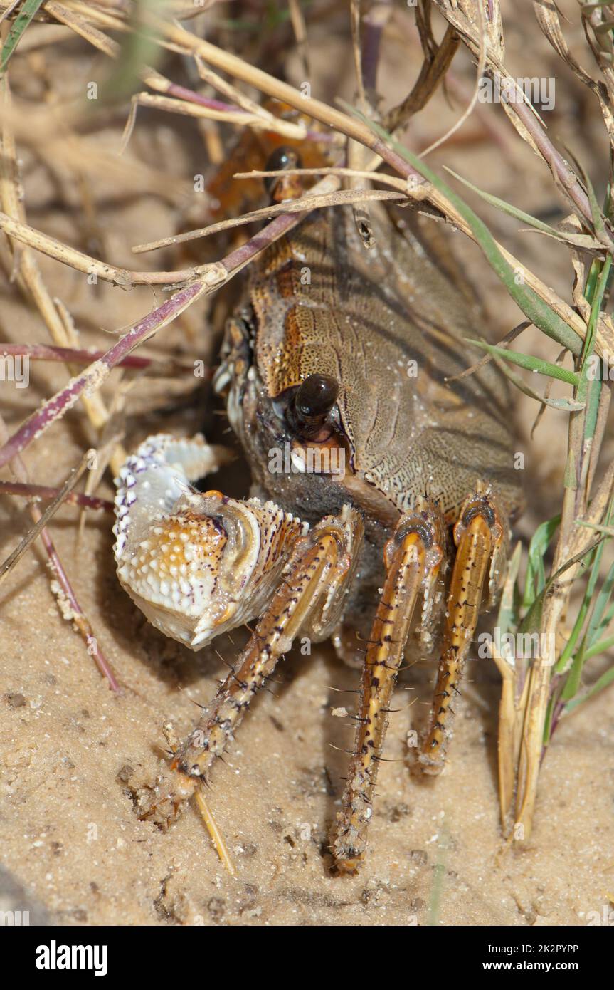 Crab without a claw on the sand Stock Photo Alamy