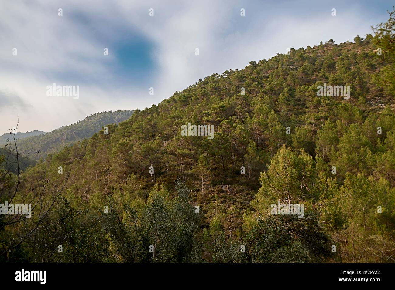 MOUNTAIN FULL OF PINE TREES WITH CLOUDY SKIES Stock Photo