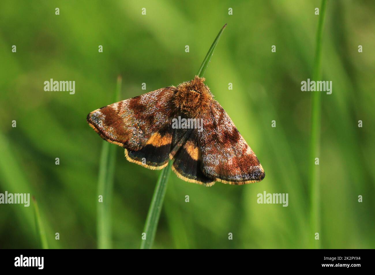 Small yellow underwing, Panemeria tenebrata, a moth of the family Noctuidae Stock Photo