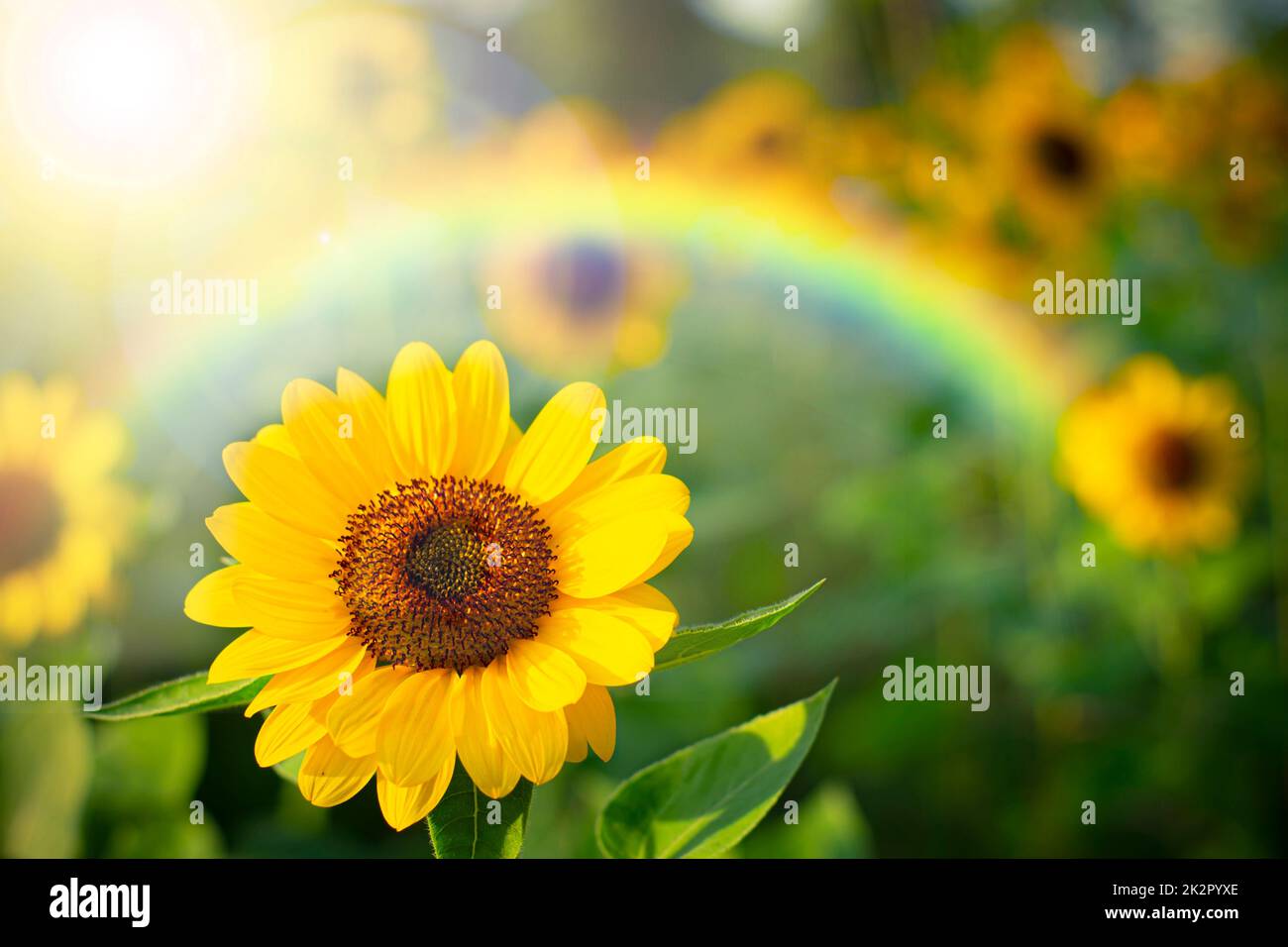 soft focus  sunflower with rainbow , selective focus on blurred background. Stock Photo