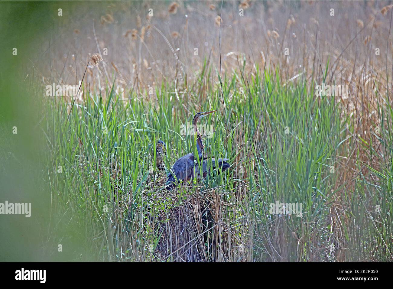 Purple heron Ardea purpurea in her nest in the Wagbach lowlands Stock Photo