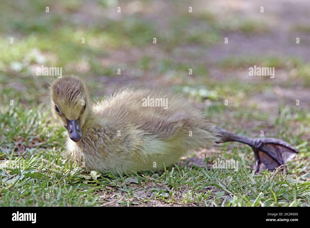 GÃ¶ssel of the Canada goose Branta canadensis during stretching Stock Photo
