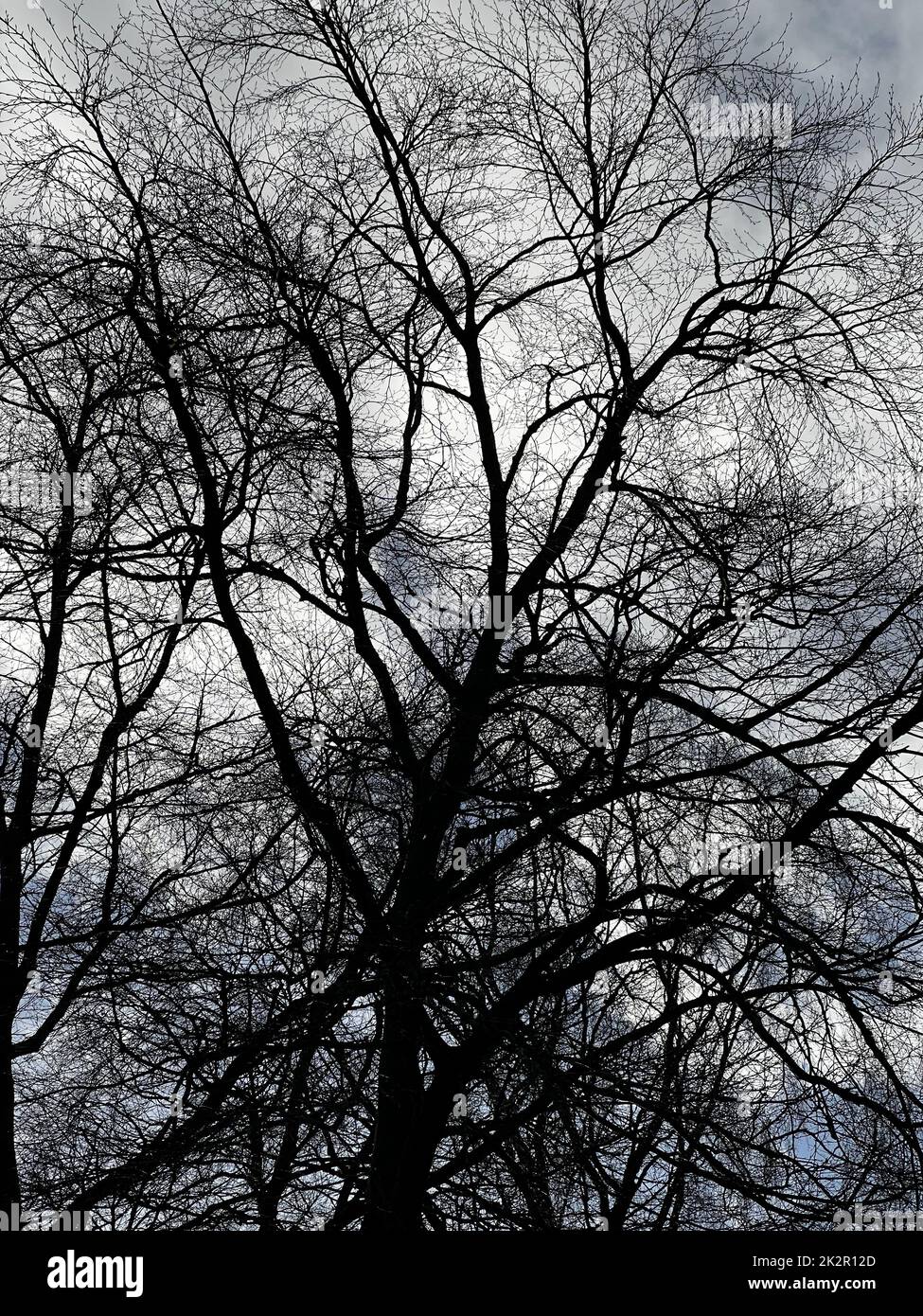 Folk Horror Inspired Images Of Trees And Skies Stock Photo - Alamy