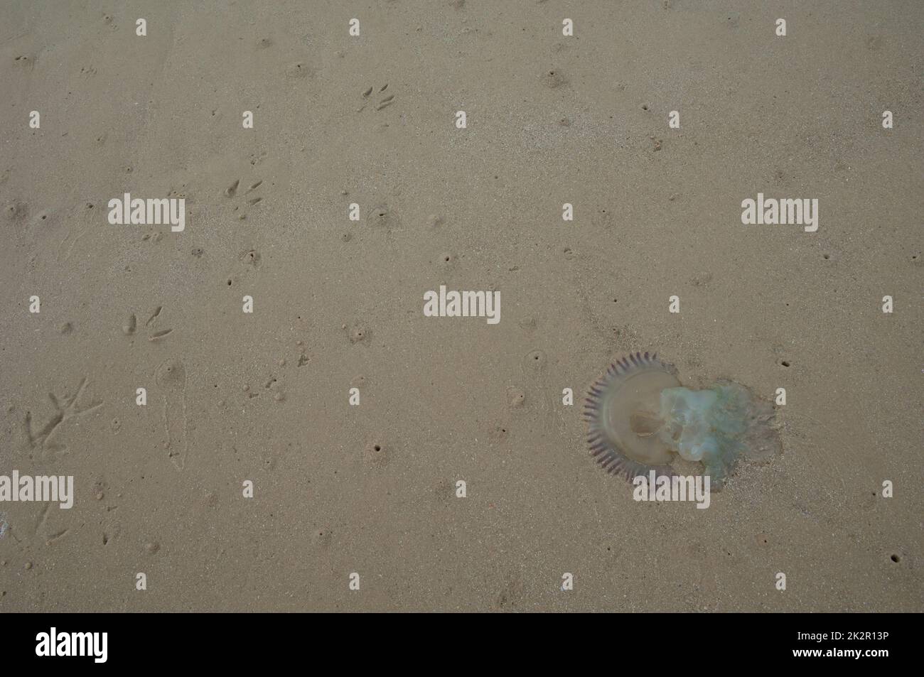 Jellyfish stranded on the sand of the Senegal River. Stock Photo