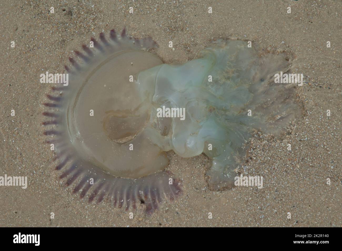 Jellyfish stranded on the sand of the Senegal River. Stock Photo
