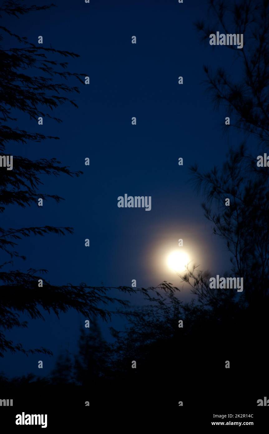 Full moon over the trees at night Stock Photo Alamy