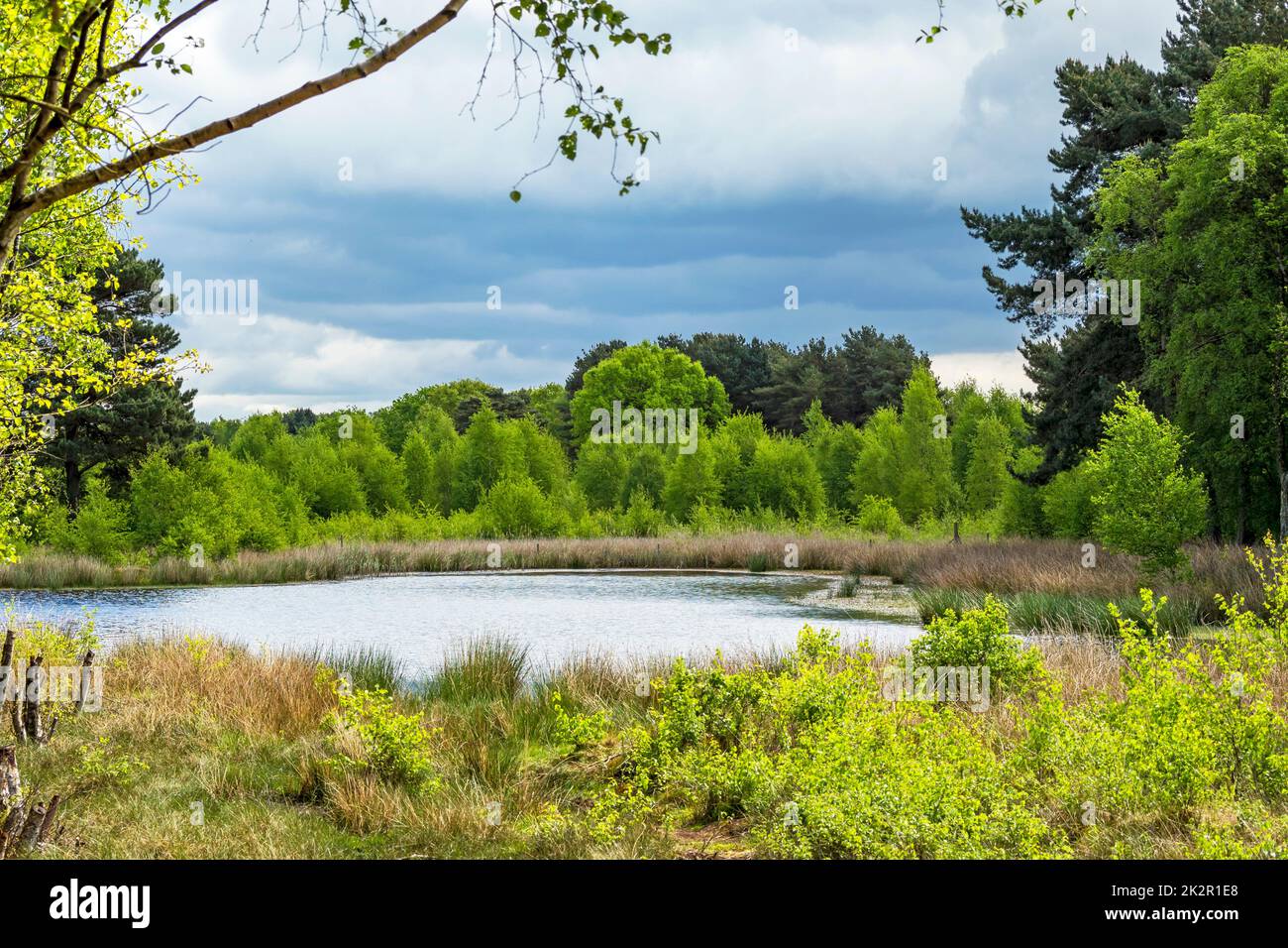 Pond and green trees at Skipwith Common, North Yorkshire, England Stock Photo