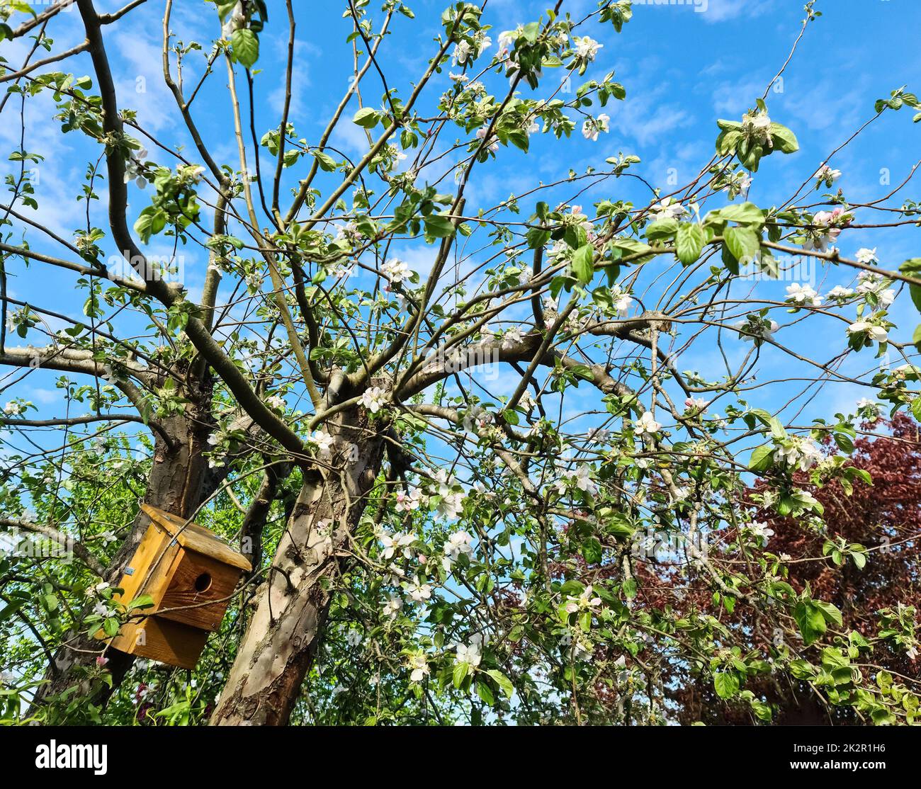 Beautiful bird house in a tree in northern Europe on a sunny day. Stock Photo