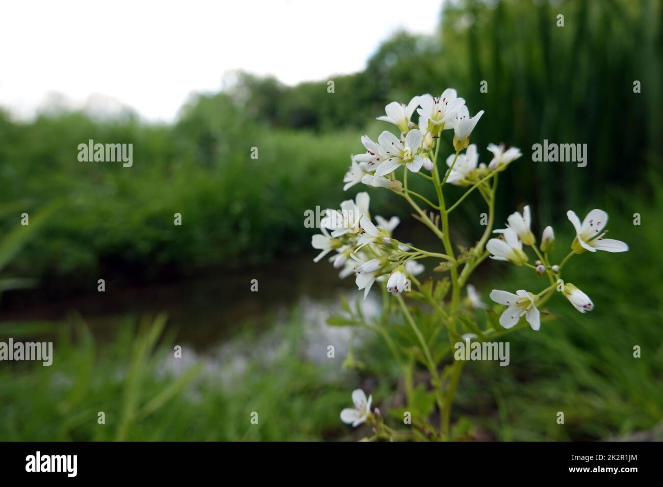 Bitteres Schaumkraut (Cardamine amara), auch Falsche Brunnenkresse oder Bitterkresse Stock Photo