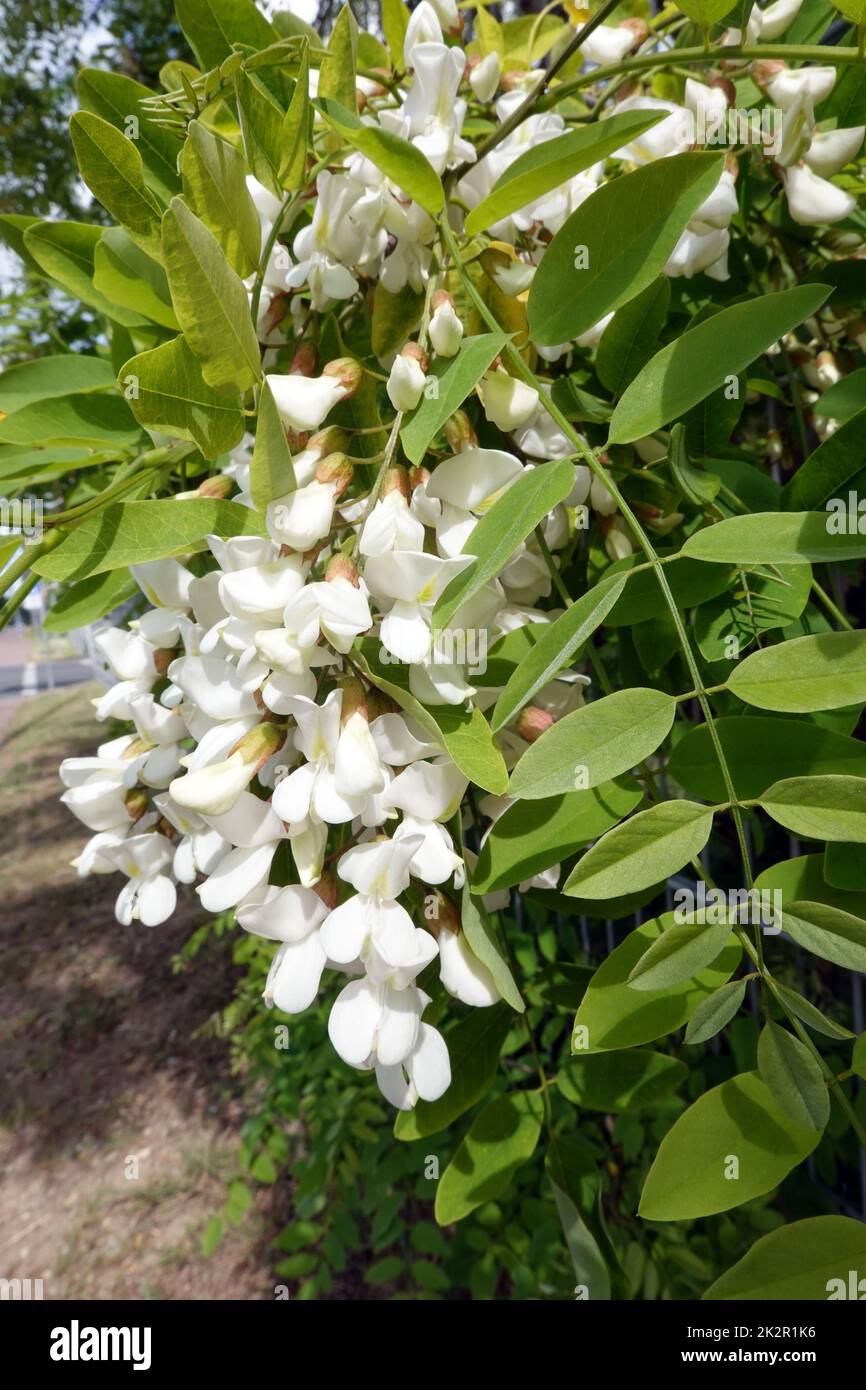 Gewöhnliche Robinie (Robinia pseudoacacia), Falsche Akazie, Scheinakazie - Blütenstand Stock Photo