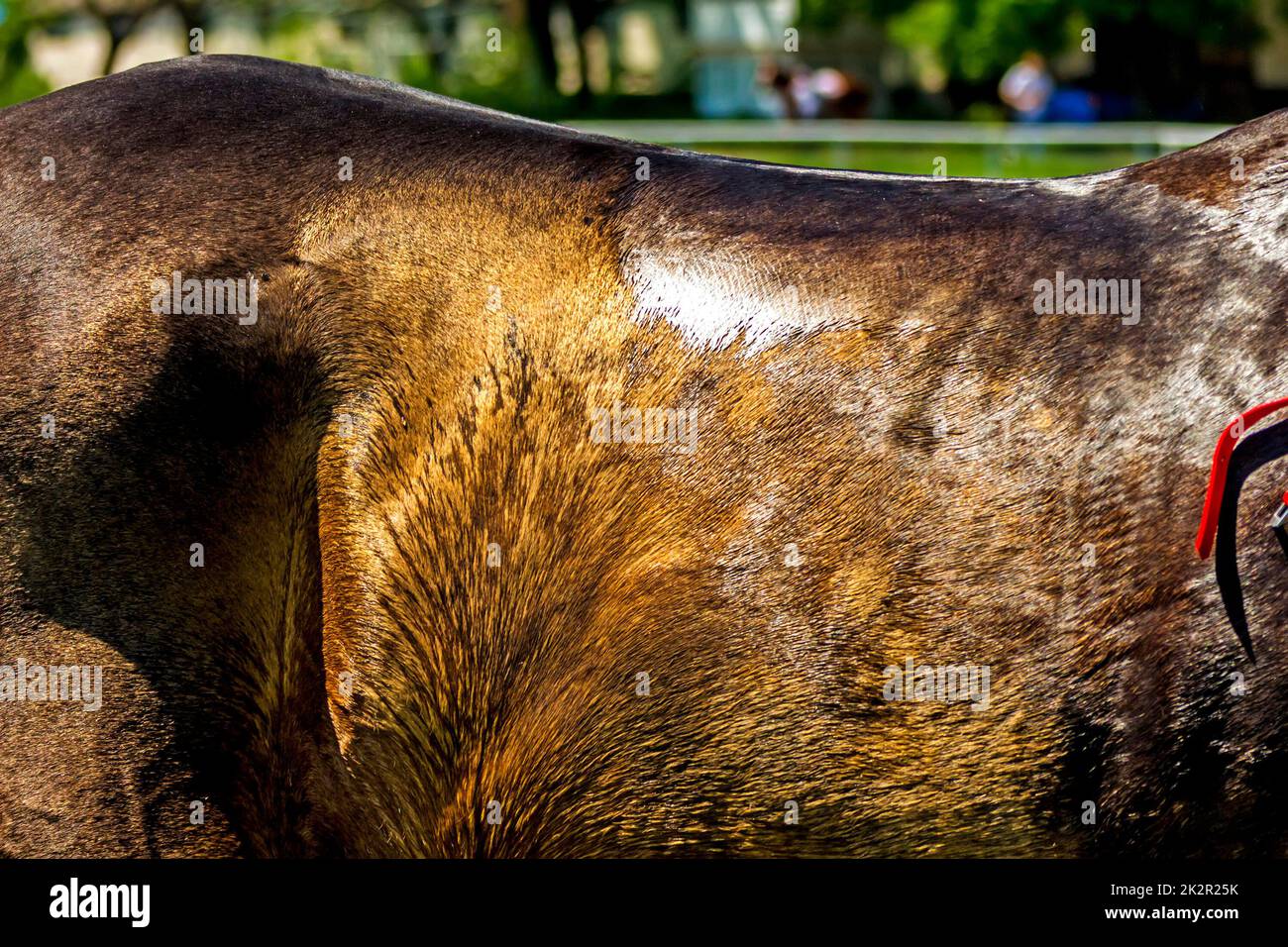 Skin of akhal-teke horse. Stock Photo