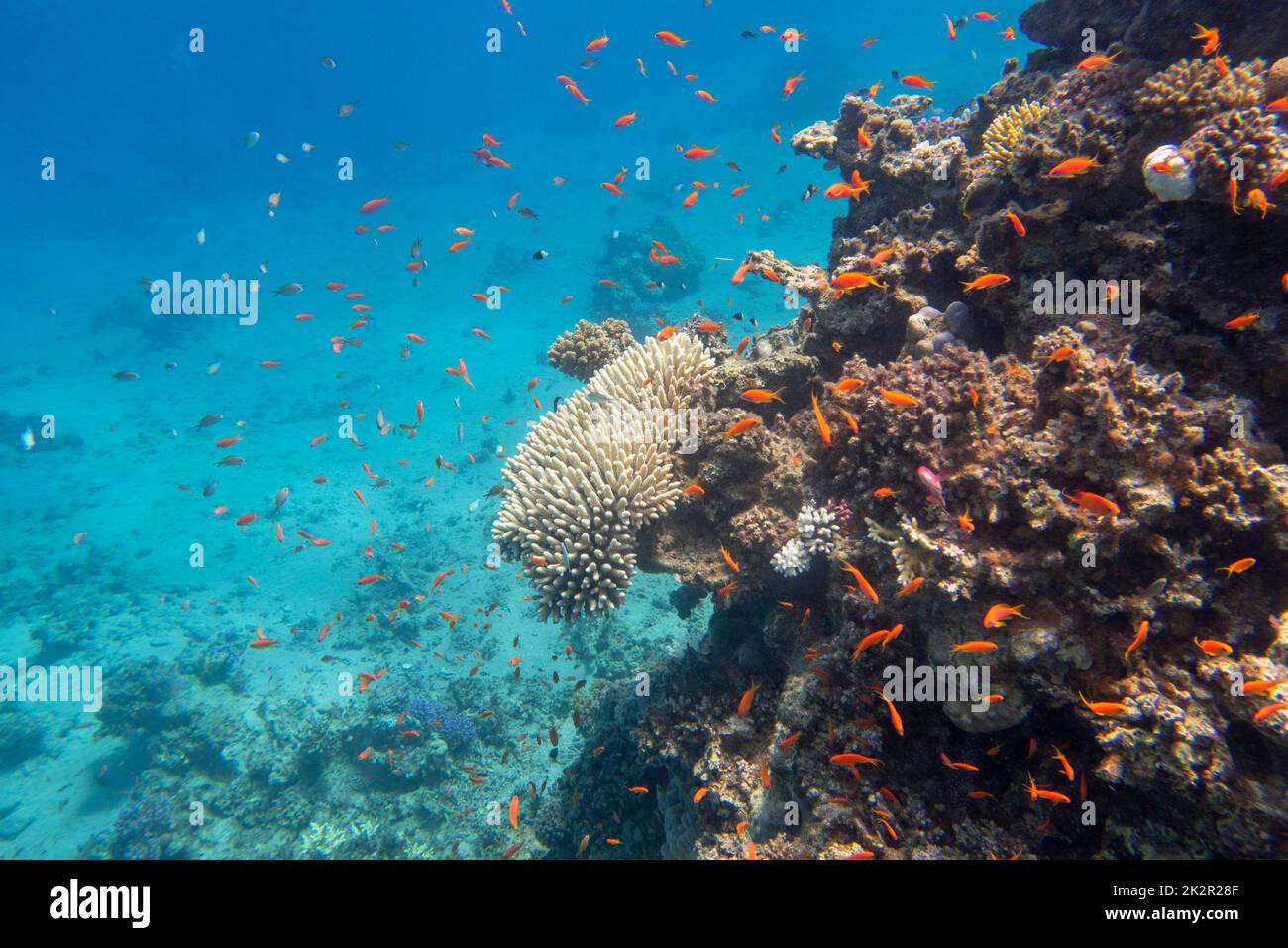 Colorful, picturesque coral reef at the sandy bottom of tropical sea, hard corals with Anthias and chromis fishes, underwater landscape Stock Photo